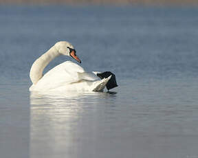 Cygne tuberculé