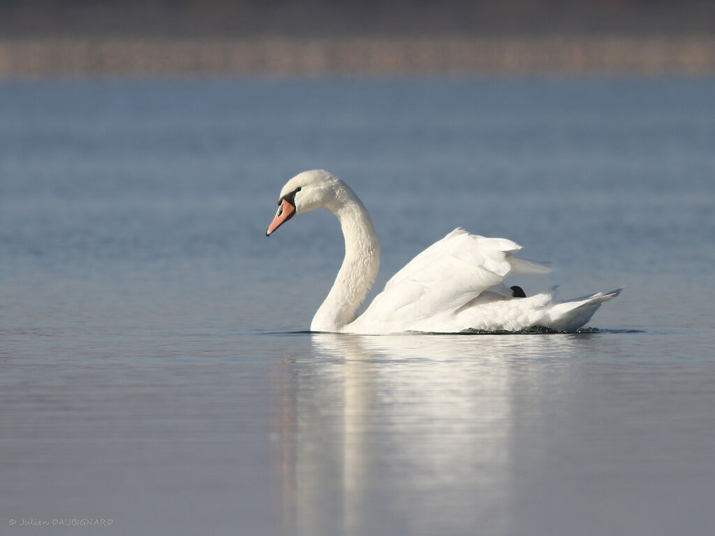 Mute Swan female adult, identification