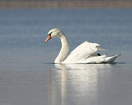 Cygne tuberculé