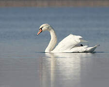 Mute Swan