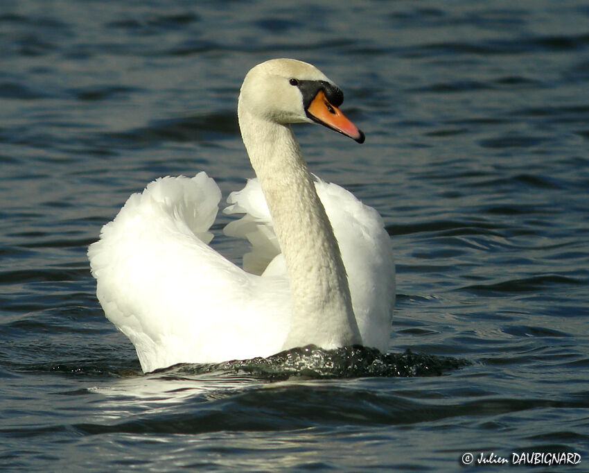 Cygne tuberculé