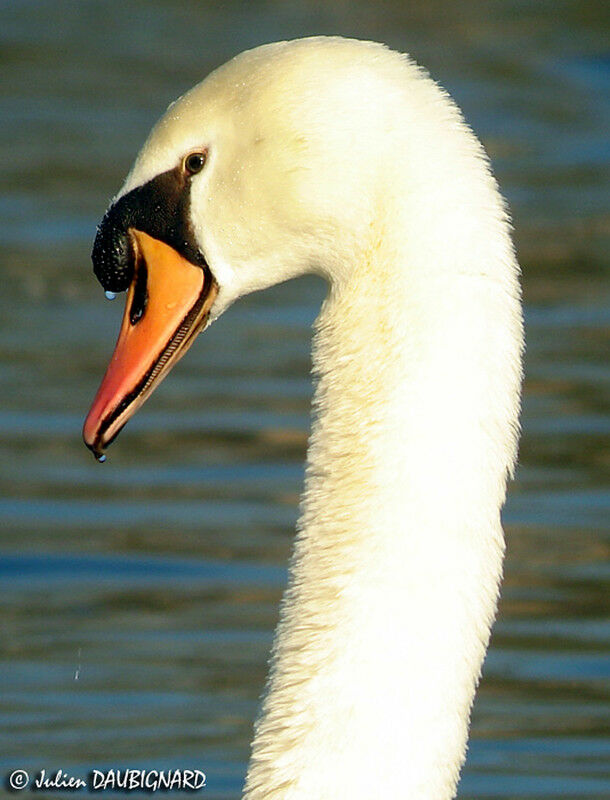 Cygne tuberculé mâle