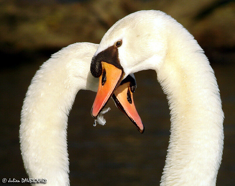 Cygne tuberculé