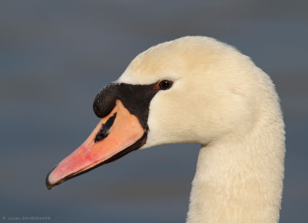 Cygne tuberculé mâle adulte, identification