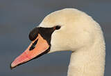 Cygne tuberculé