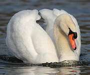 Cygne tuberculé