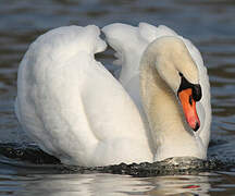 Mute Swan