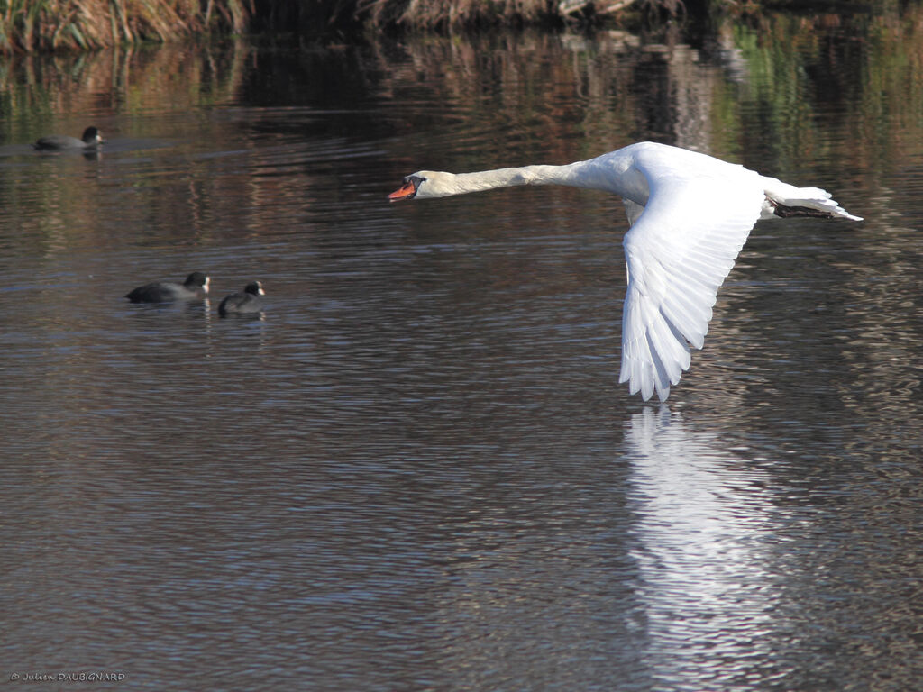 Mute Swanadult, Flight