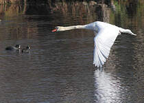 Cygne tuberculé