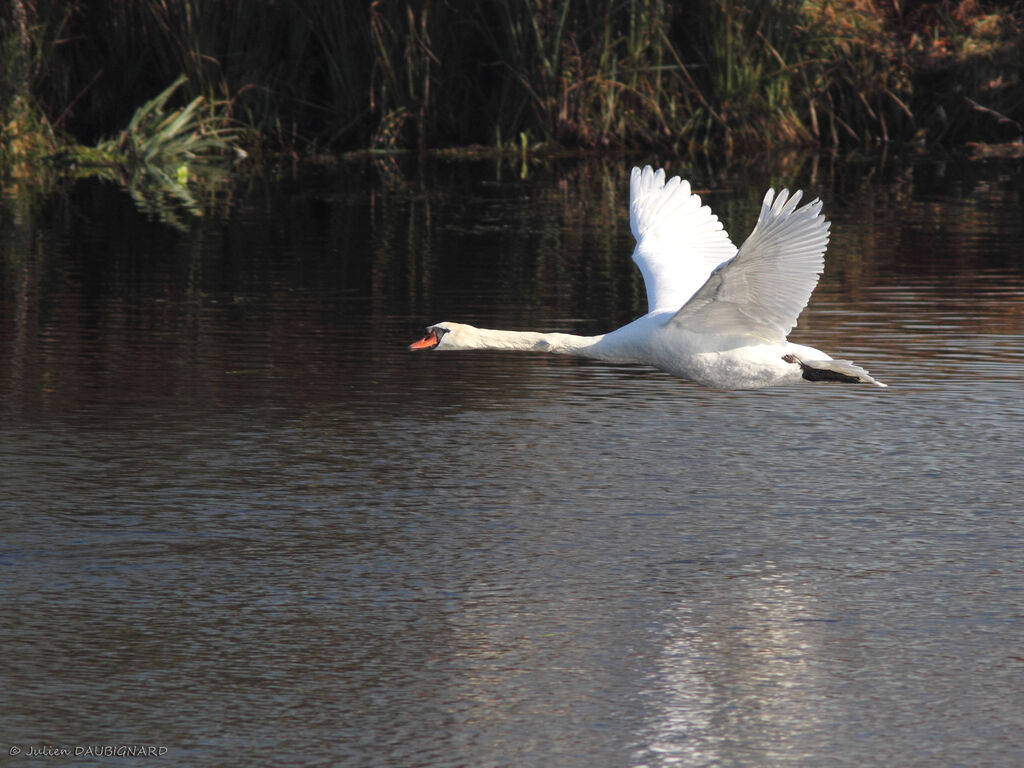 Mute Swanadult, Flight