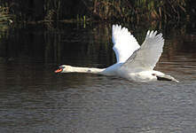 Cygne tuberculé