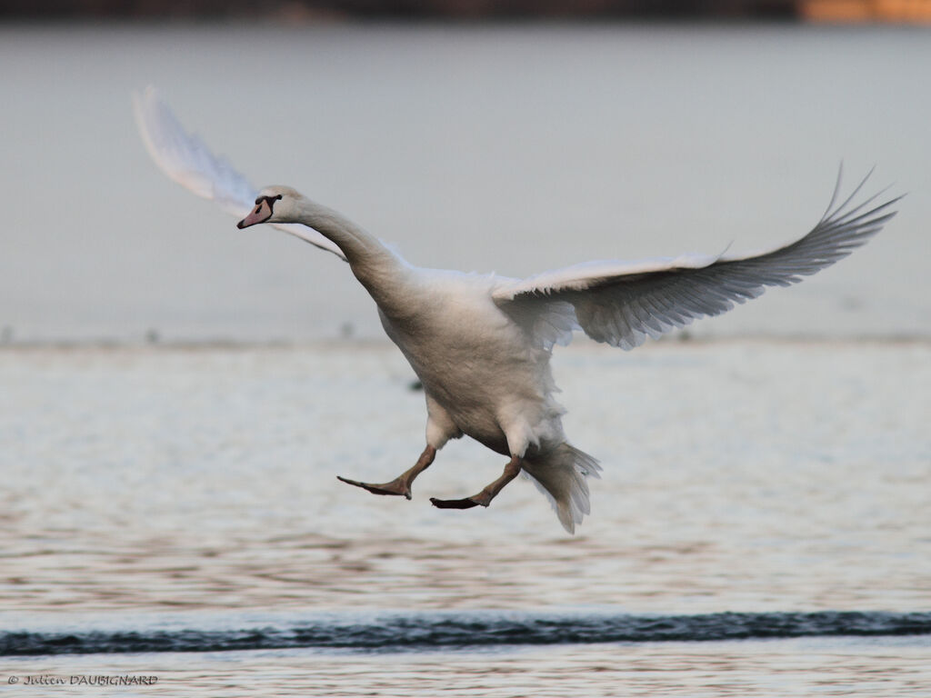 Cygne tuberculé, Vol