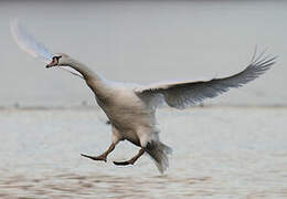 Mute Swan