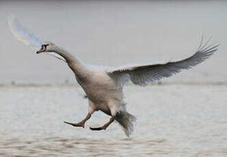 Cygne tuberculé