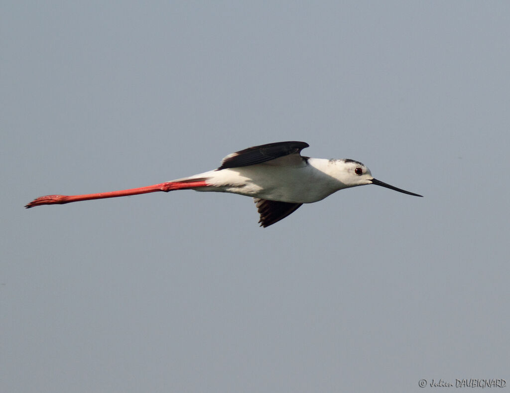 Échasse blanche, Vol