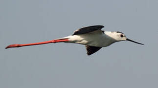 Black-winged Stilt