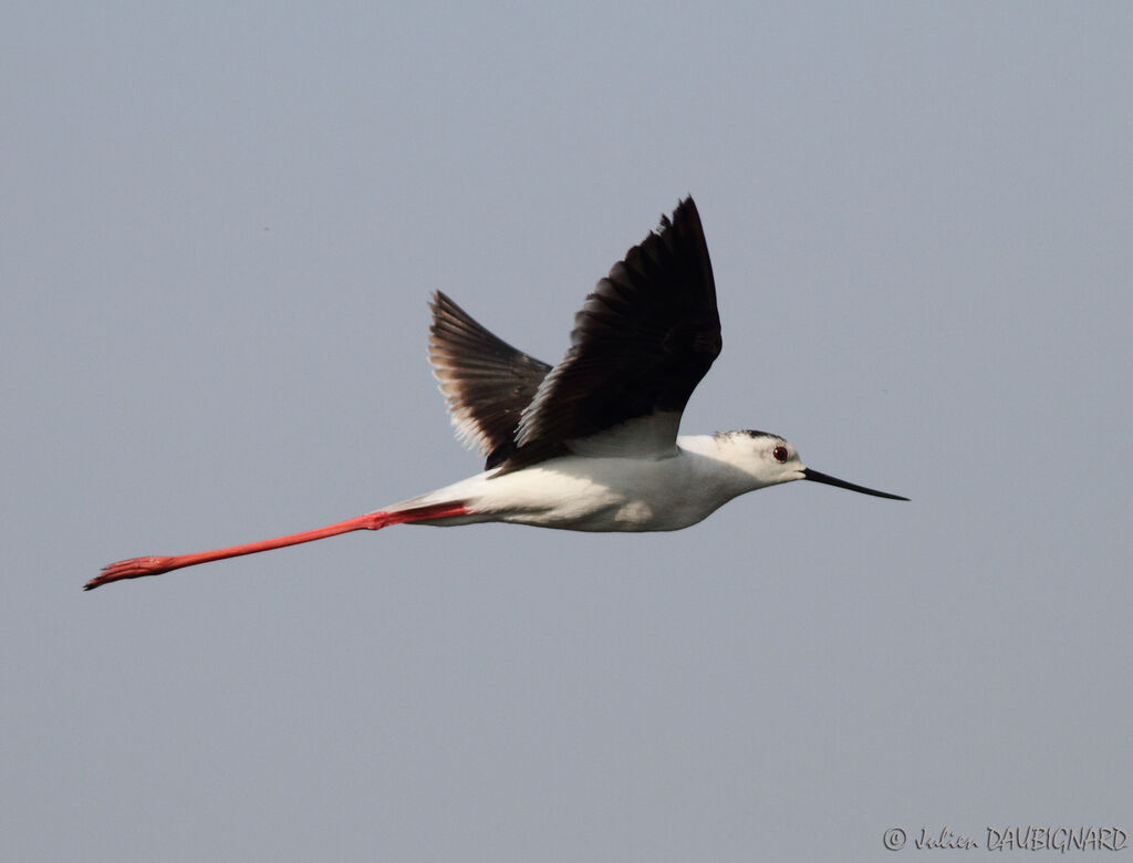 Black-winged Stilt, Flight