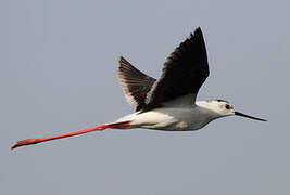 Black-winged Stilt