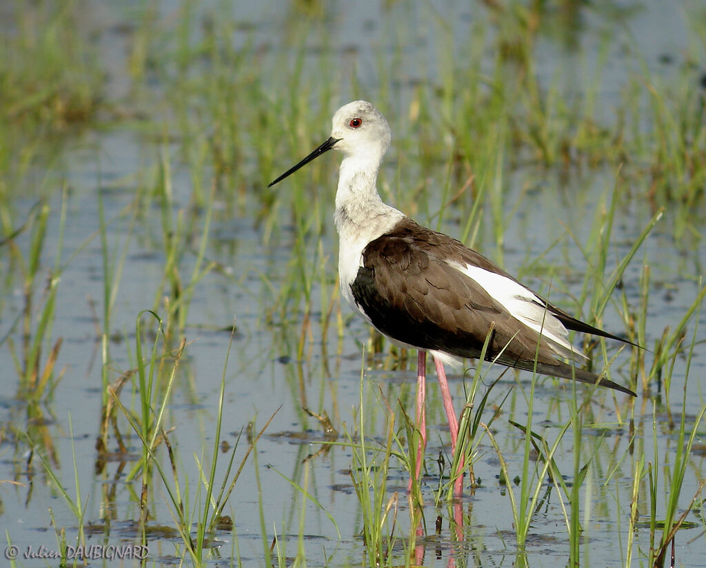 Échasse blanche, identification