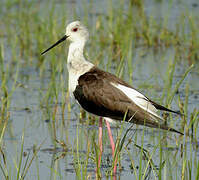 Black-winged Stilt