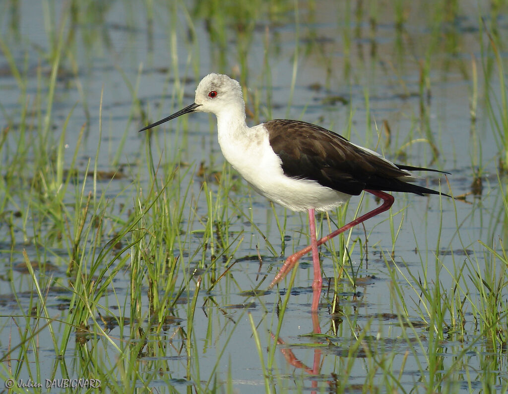 Échasse blanche, identification