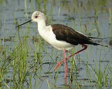 Black-winged Stilt