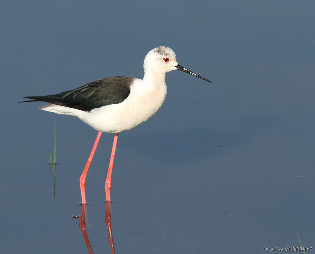 Échasse blanche, identification