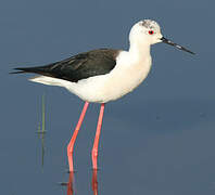 Black-winged Stilt