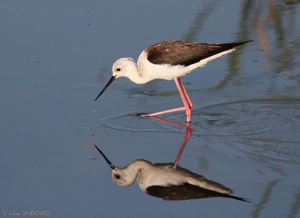 Échasse blanche, identification