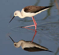 Black-winged Stilt