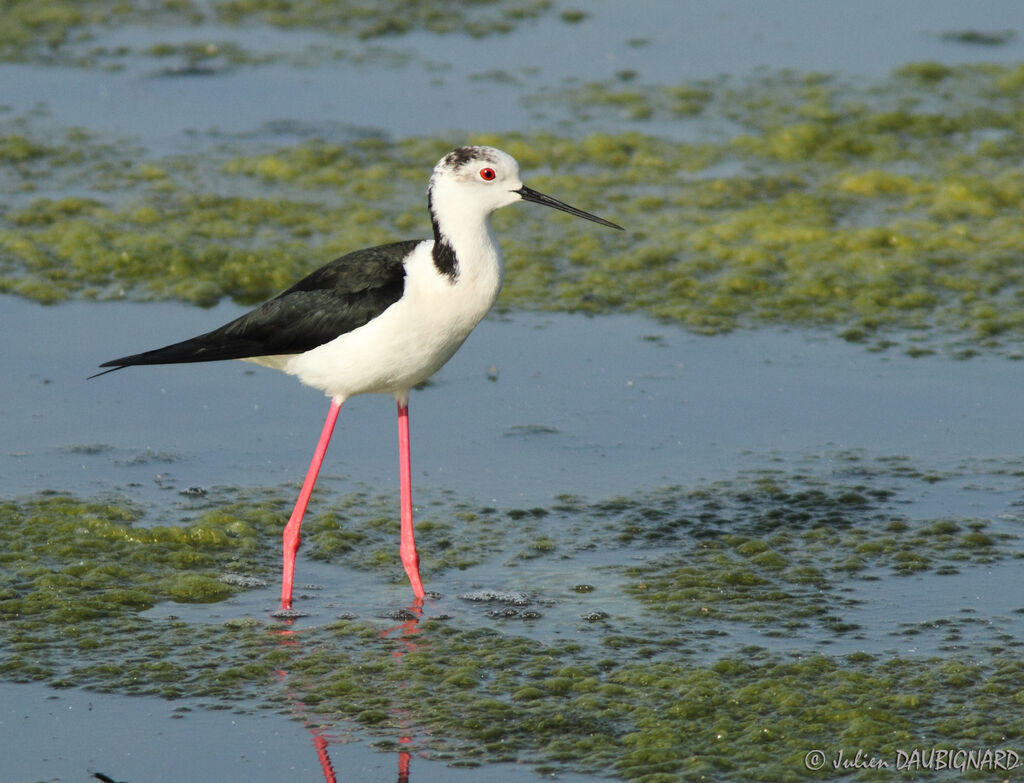 Échasse blanche, identification