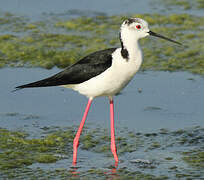 Black-winged Stilt