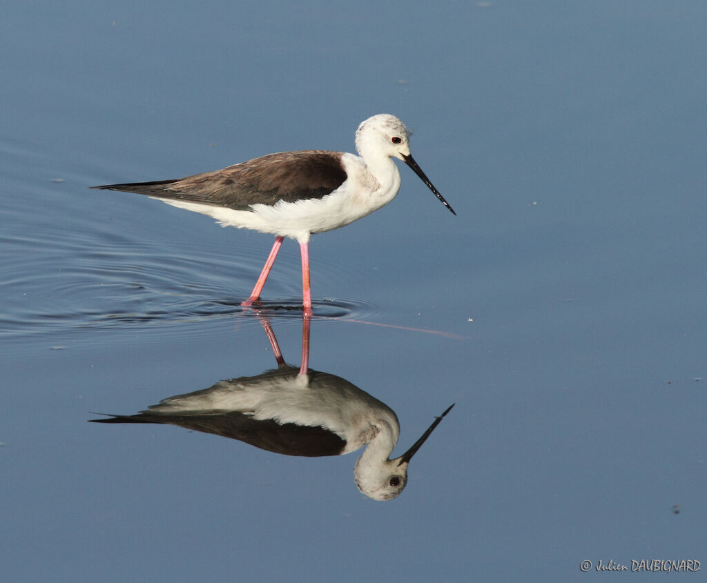 Échasse blanche, identification