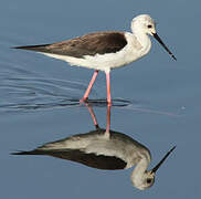 Black-winged Stilt