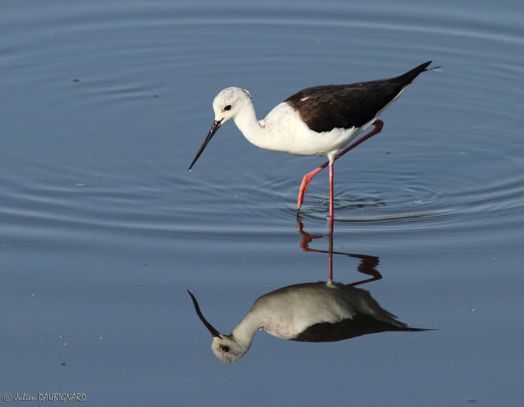 Échasse blanche, identification