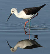 Black-winged Stilt