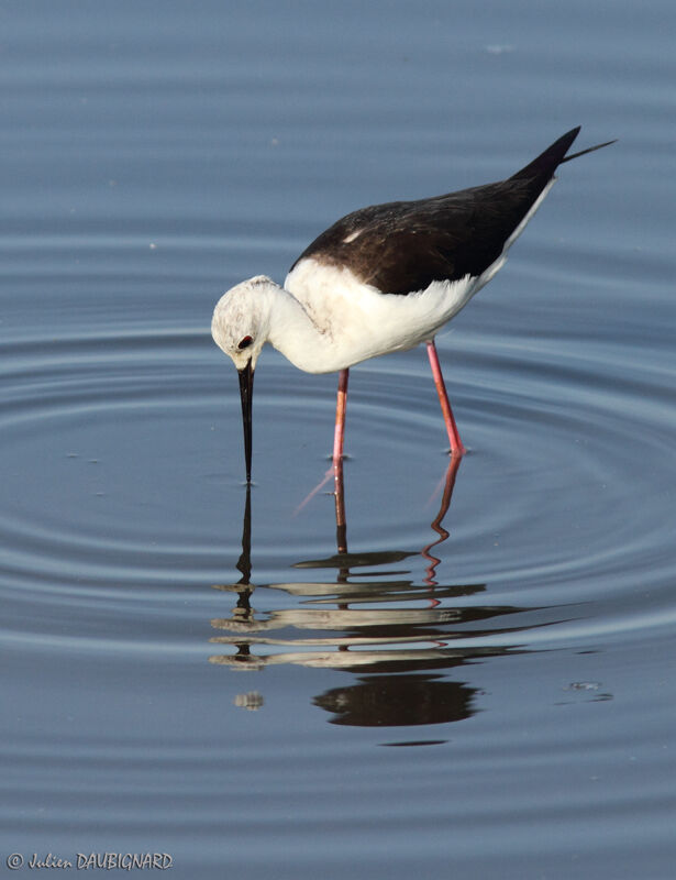 Échasse blanche, identification