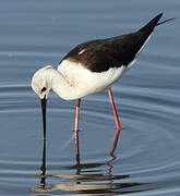 Black-winged Stilt