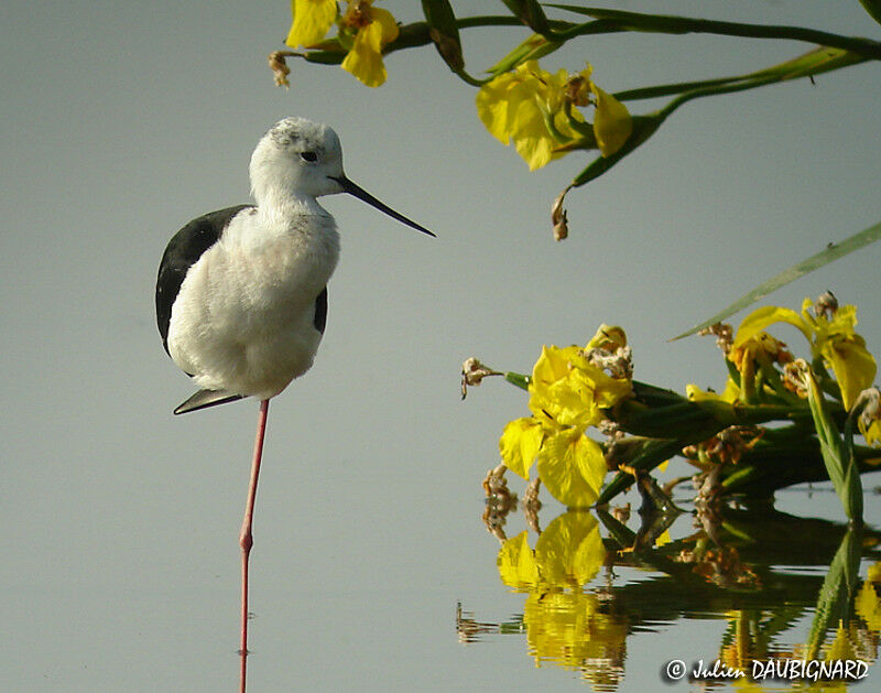 Black-winged Stilt