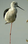 Black-winged Stilt