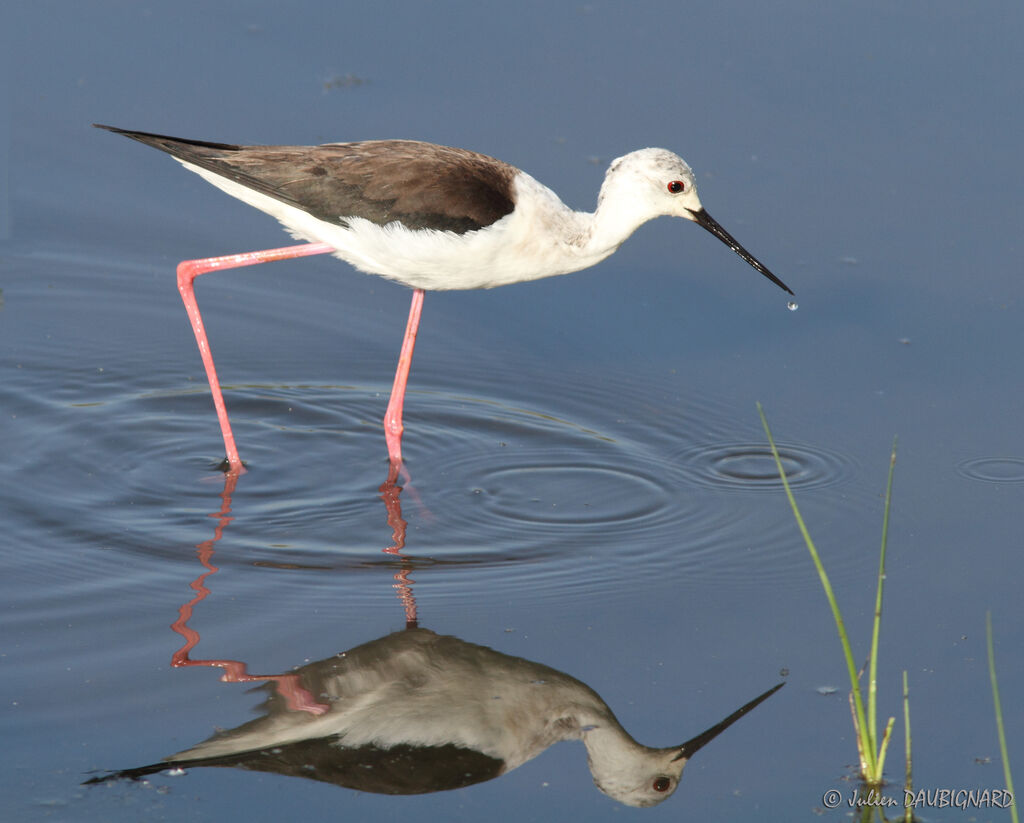 Échasse blanche, identification