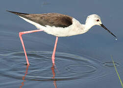 Black-winged Stilt