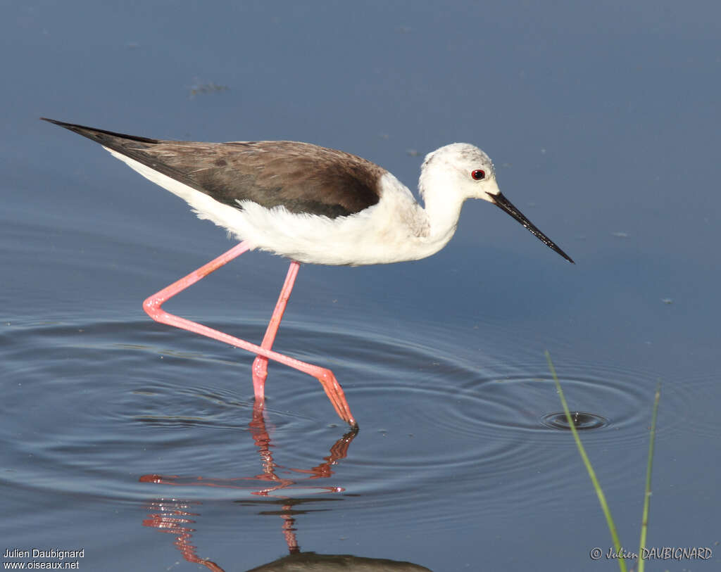 Black-winged Stilt female adult