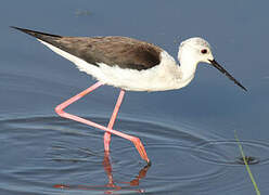 Black-winged Stilt