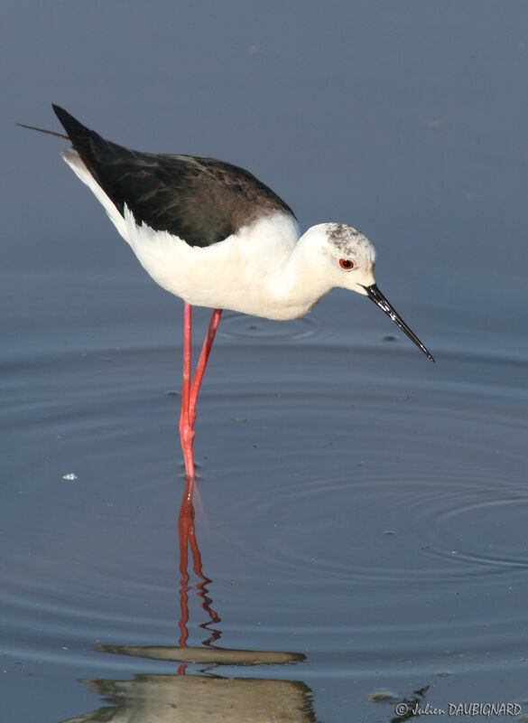 Échasse blanche, identification