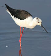 Black-winged Stilt