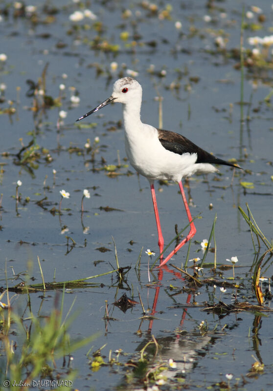 Échasse blanche, identification