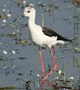 Black-winged Stilt