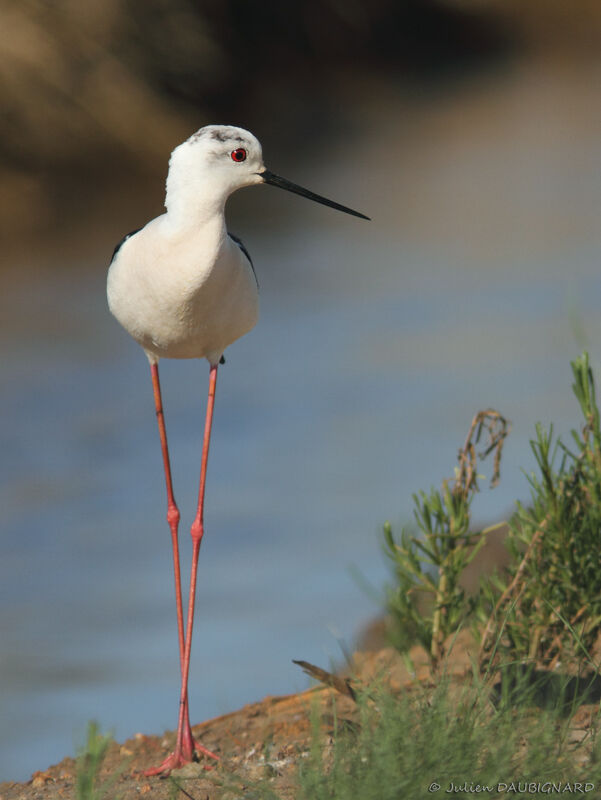 Échasse blanche, identification