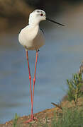 Black-winged Stilt